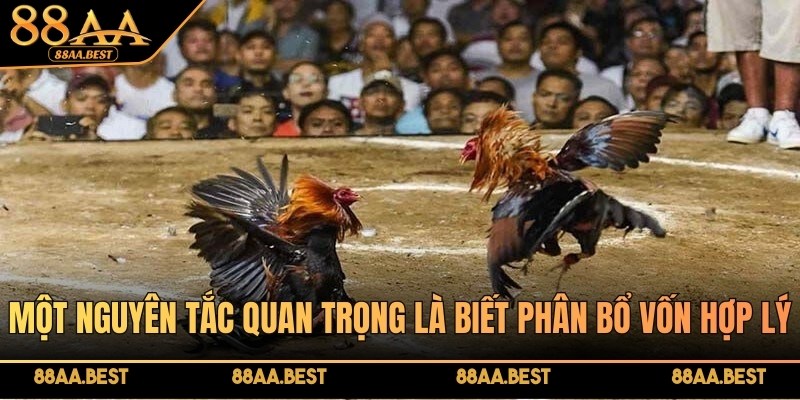 Một nguyên tắc quan trọng khi cược theo luật là biết phân bổ vốn hợp lý